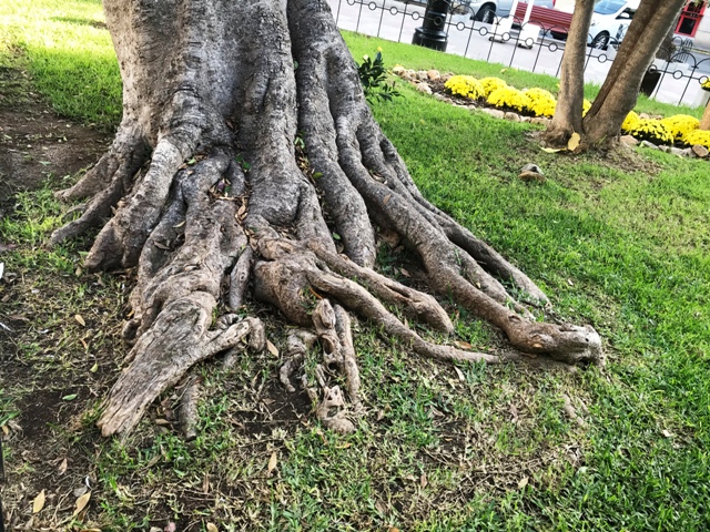 Ficus microcarpa.
