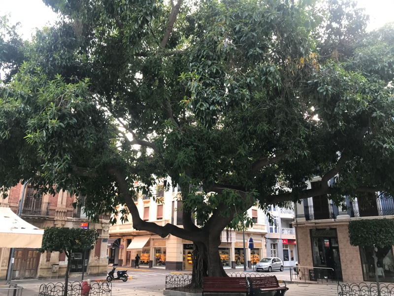 Ficus elstica