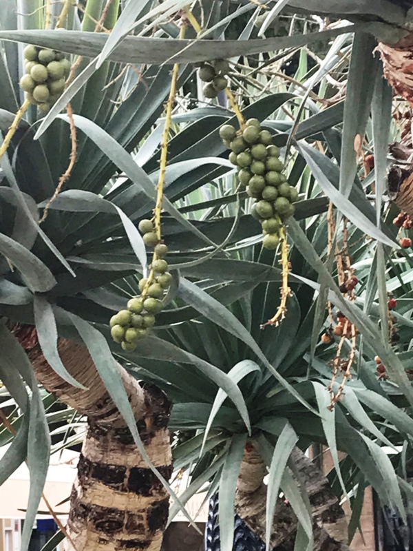 Dracaena draco.