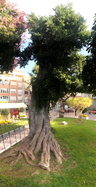 Ficus microcarpa.