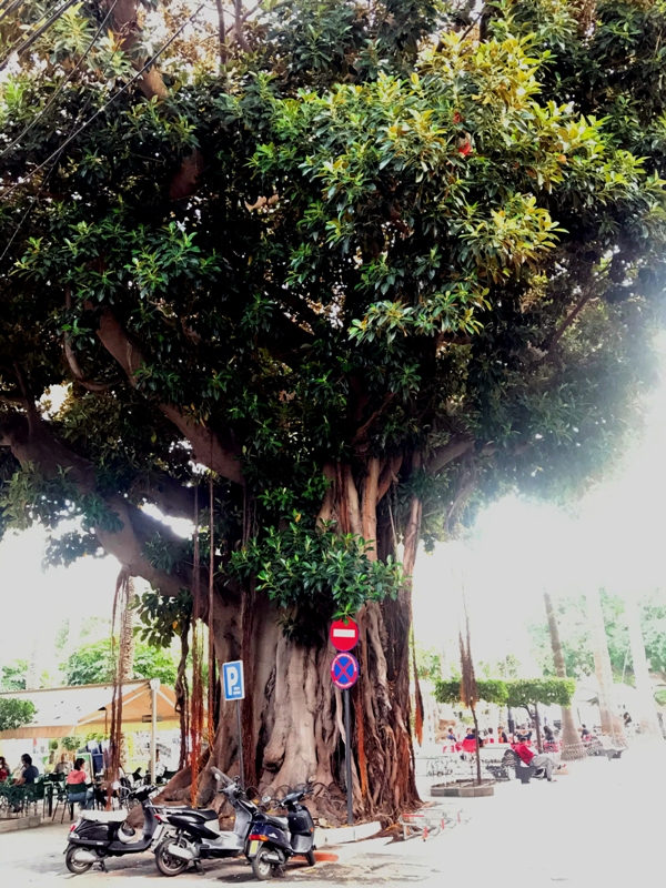 Ficus macrophylla