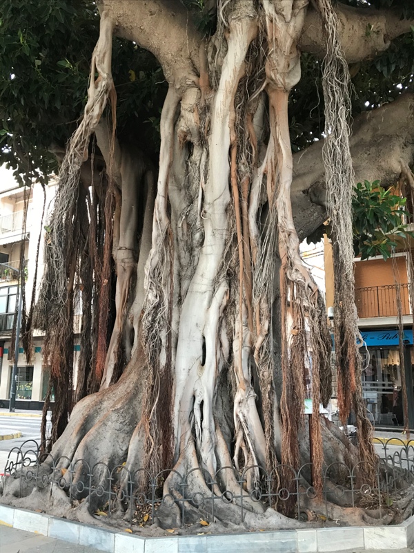 Ficus macrophylla