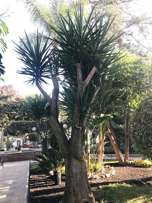 Yucca elephantipes.