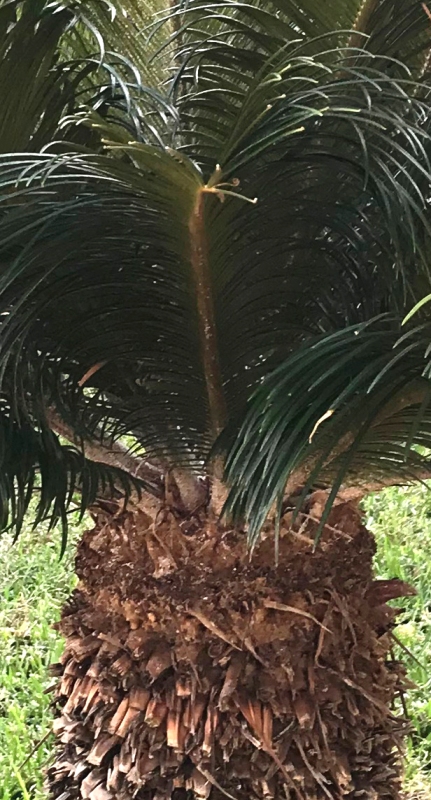 Cycas revoluta