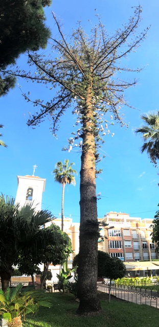 Araucaria heterophylla (sinnimo: Araucaria excelsa).