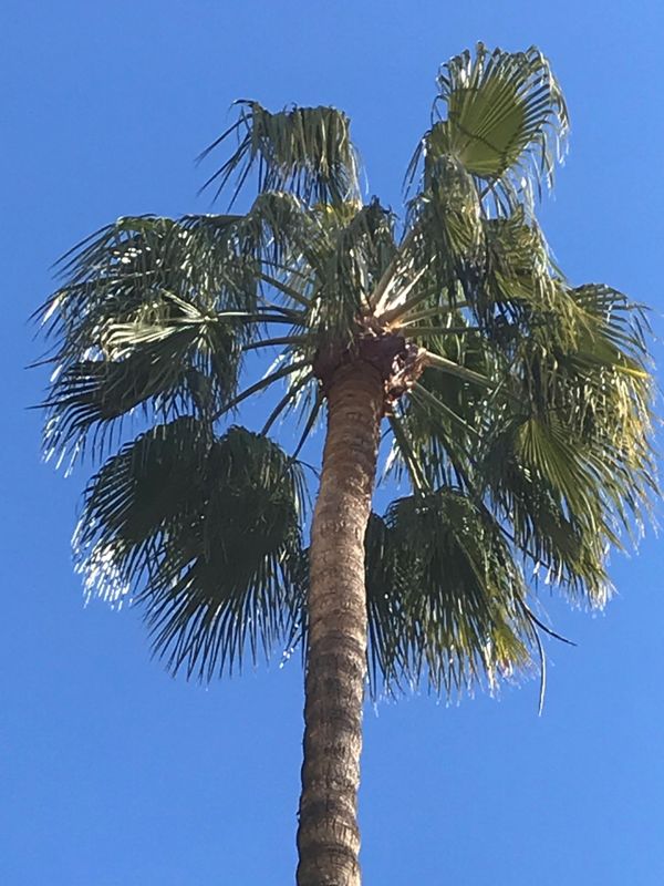 Washingtonia robusta