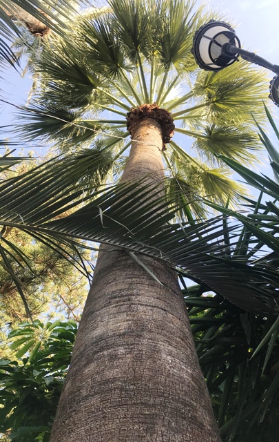 Washingtonia filifera.