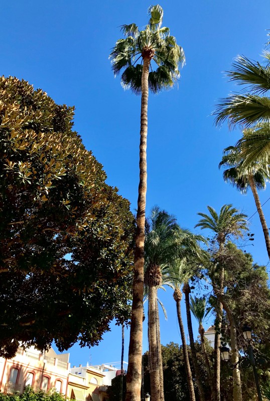 Washingtonia robusta