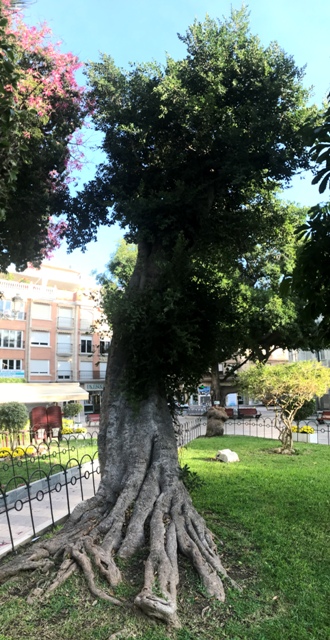 Ficus microcarpa.