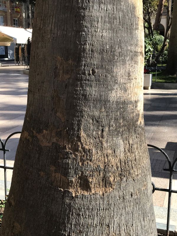 Washingtonia robusta