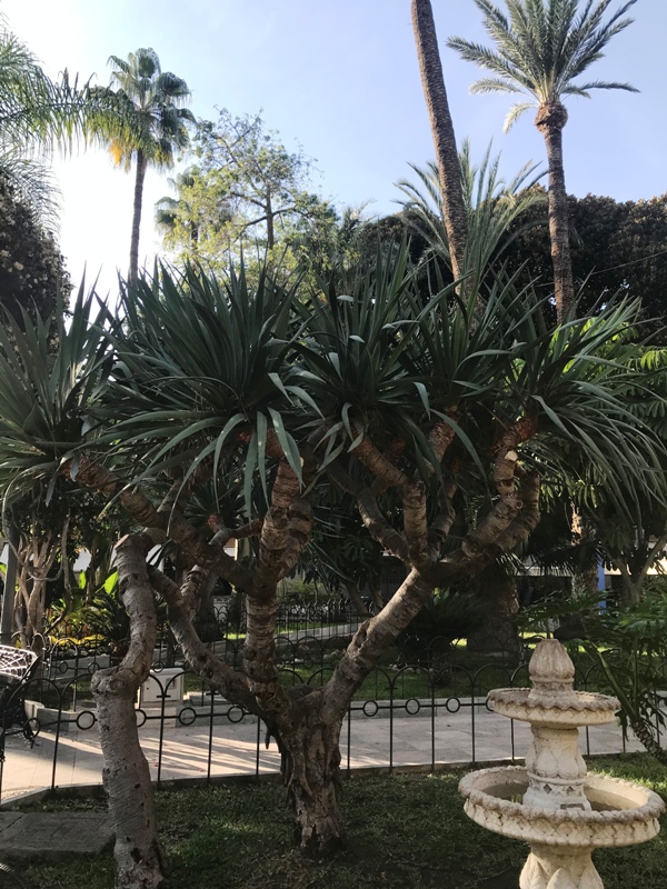 Dracaena draco.