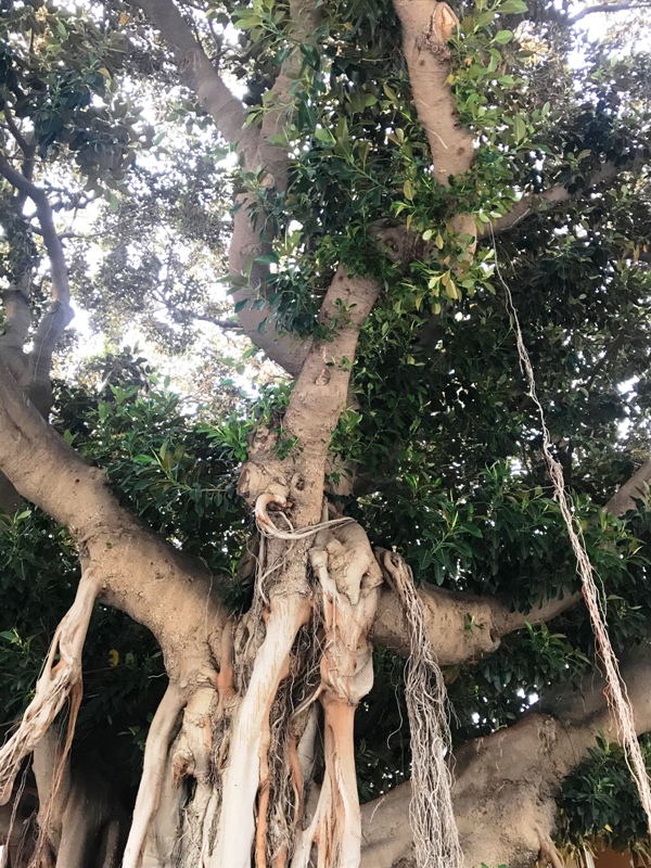 Ficus macrophylla