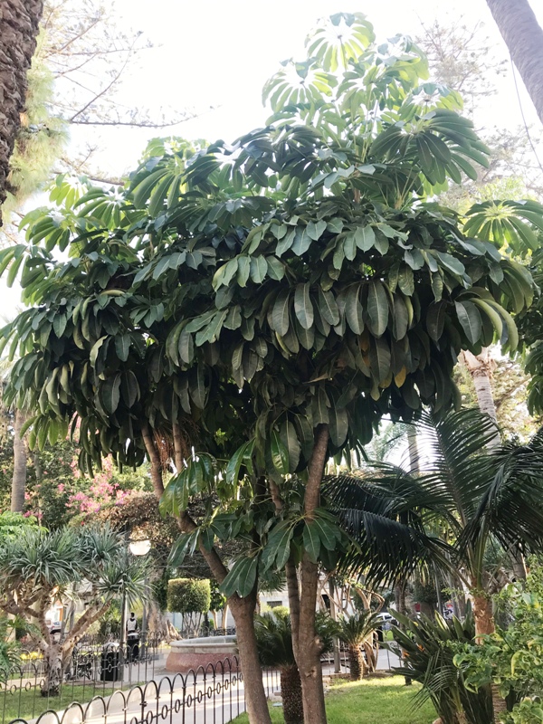 Schefflera actinophylla