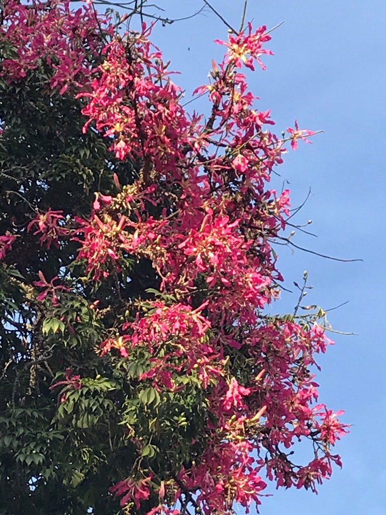 Chorisia speciosa