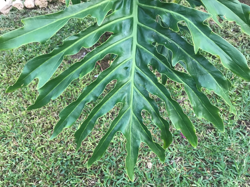 Philodendron bipinnatifidum