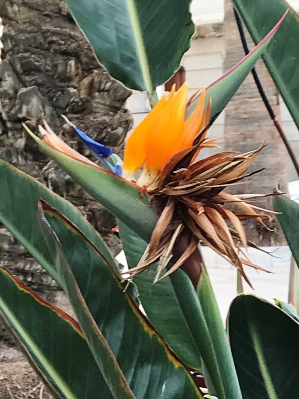 Strelitzia reginae