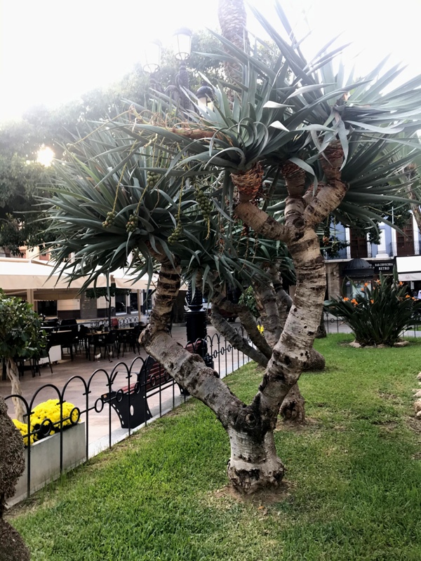 Dracaena draco.