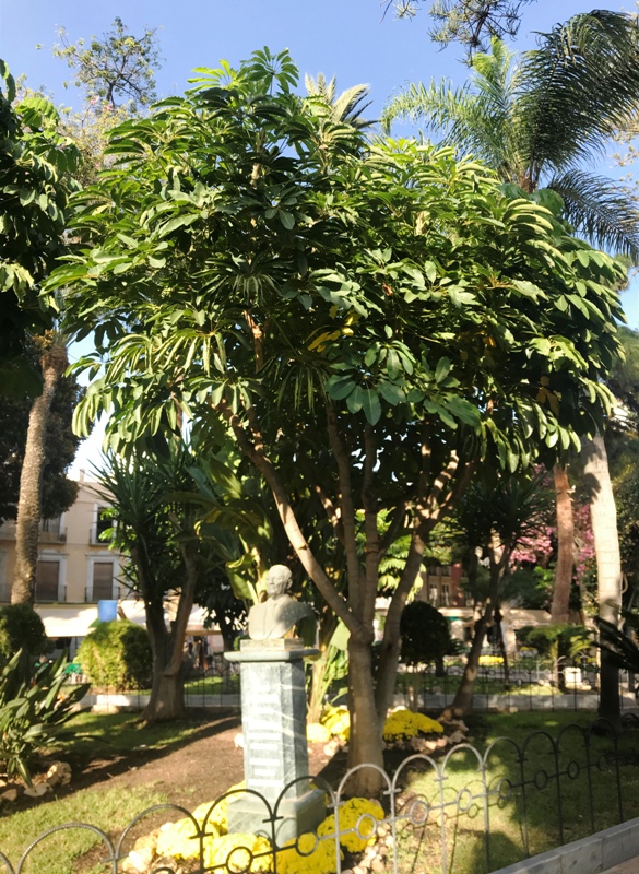 Schefflera actinophylla