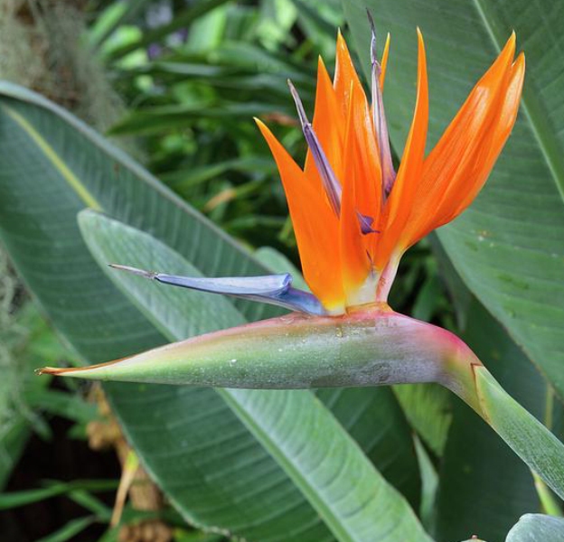 Strelitzia reginae