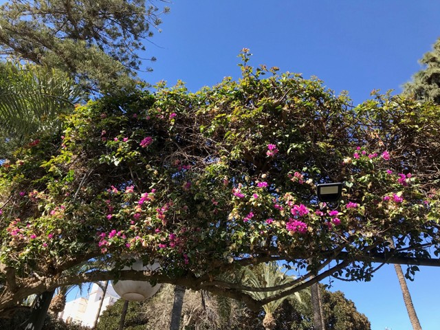 Bougainvillea sp.