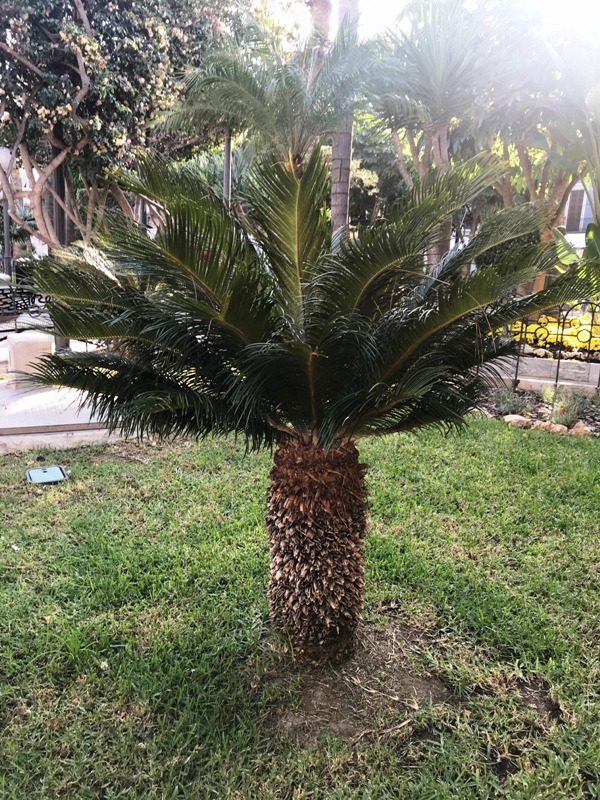 Cycas revoluta