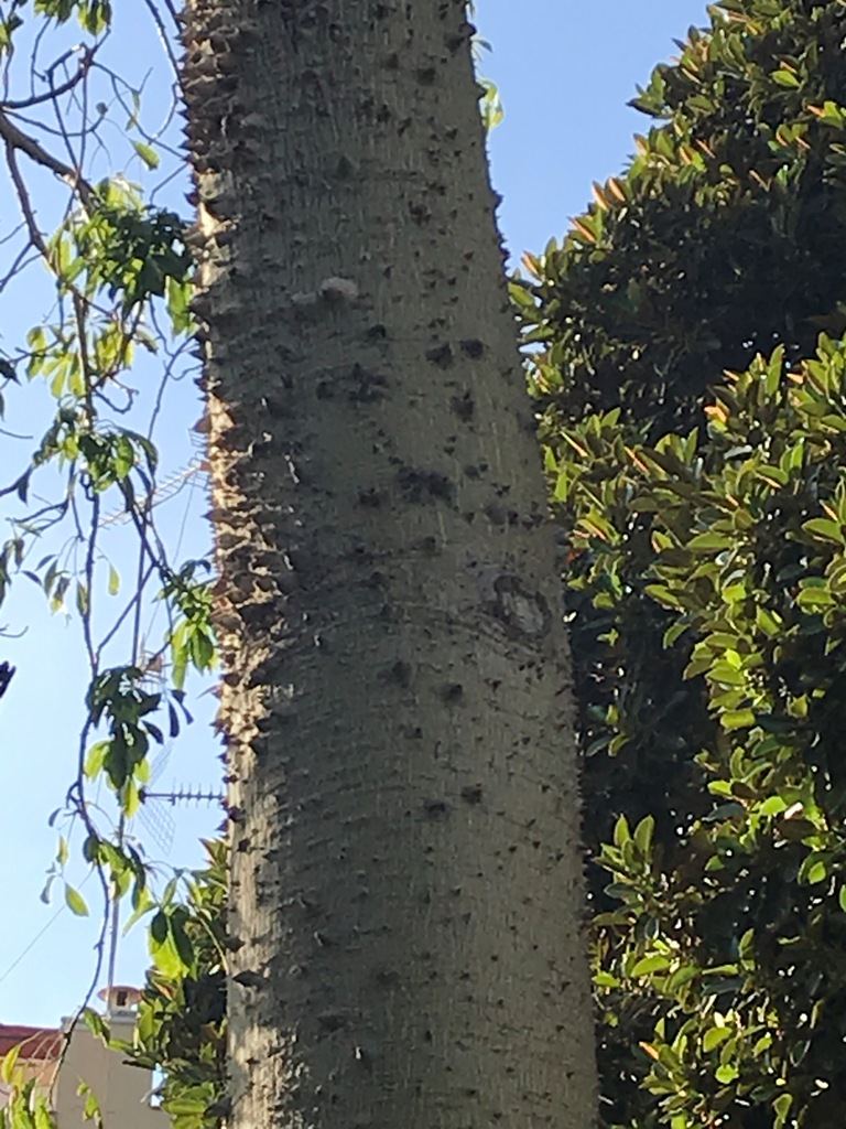 Chorisia speciosa