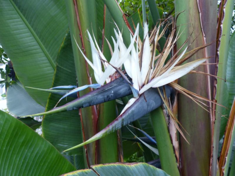 Strelitzia alba