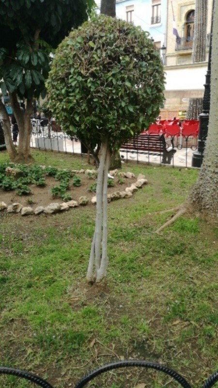 Ficus benjamina