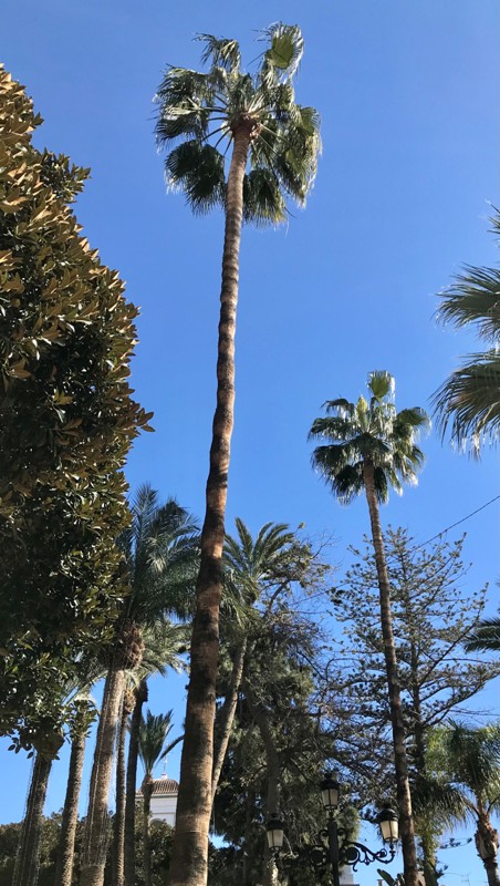 Washingtonia robusta