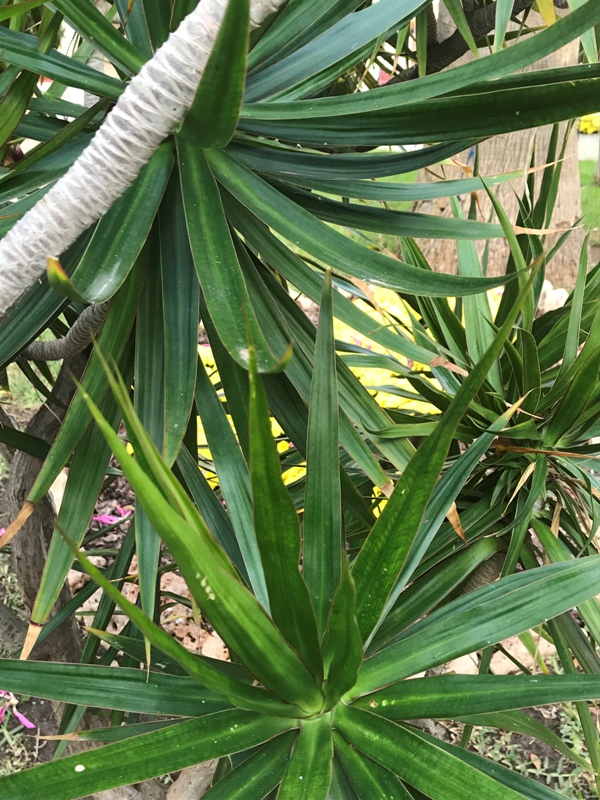 Dracaena marginata.